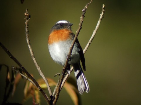 Rufous-breasted Chat-Tyrant. Satipo Road. Photo: Alex Durand