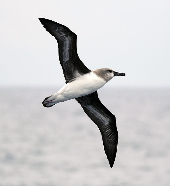 Gray-headed Albatross in flight. Drake Passage. Photo Brian Patteson.