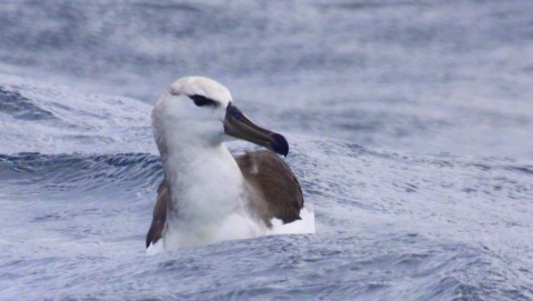 Possible Gray-headed Albatross. Photo Gunnar Engblom