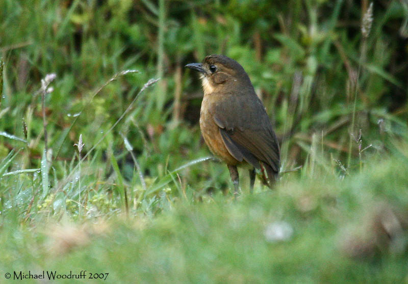 Tawny Antpitta on Flickr - Michael Woodruff