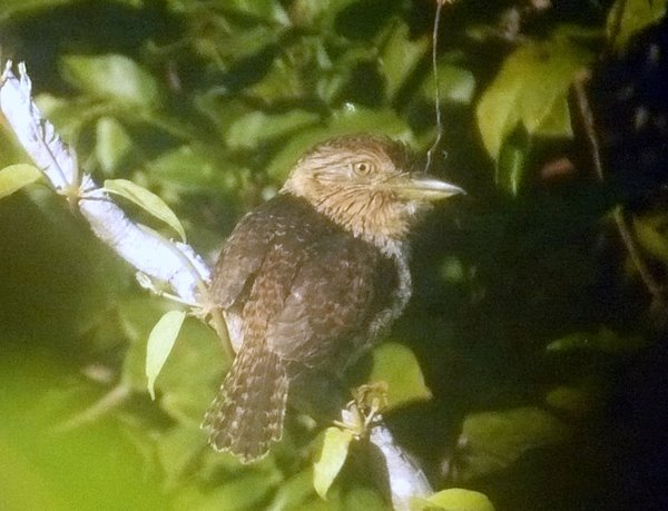 Striolated Puffbird Nystalus striolatus. Digiscoped at Canopy Walkway Reserva Amazonica 