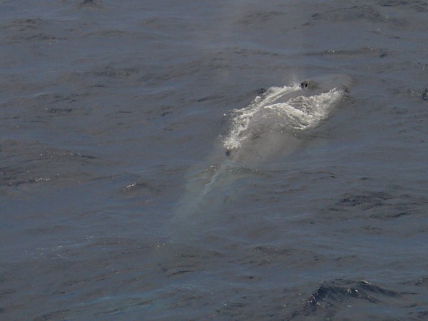 Blue Whale Balaenoptera musculus