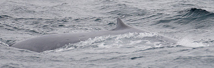 Pygmy Blue Whale Balaenoptera musculus bervicauda off Lima coast, Peru