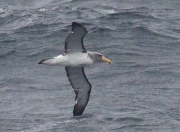 Chatham Island Albatross Chatham Island Albatross Thalassarche eremita. Photo: Gunnar Engblom