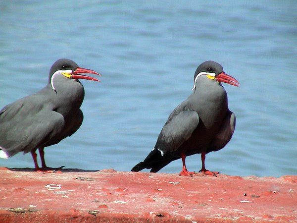 Inca Tern 2 Inca Tern Larosterna inca. Photo: Gunnar Engblom