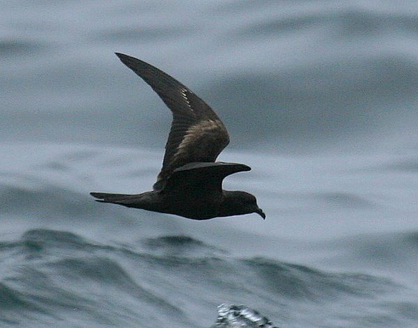 Markham's Storm-Petrel Oceanodroma markhami. Markham's Storm-Petrel Oceanodroma markhami. Photo: Gunnar Engblom