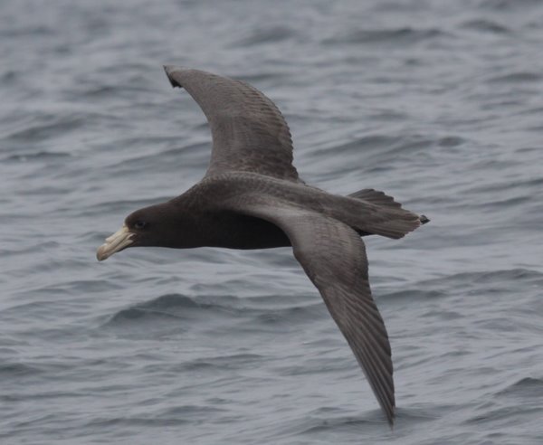 Northern Giant Petel Macroncetes halli Pelagic 078 Northern Giant Petel Macroncetes halli. Photo: Gunnar Engblom