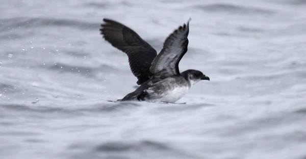 Peruvian Diving-Petrel IMG_7047 Potoyunco Peruvian Diving-Petrel Pelicanoides garnotii PotoYunco