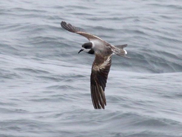 Ringed Storm-Petrel Oceanodroma hornbyi Pelagic Sep 9, 2010 - 050 Ringed Storm-Petrel Oceanodroma hornbyi. Photo: Gunnar Engblom