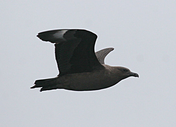 South-Polar-Skua--small-IMG South Polar Skua Stercorarius maccormicki. Photo: Gunnar Engblom