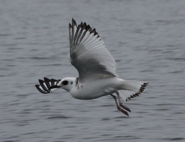 Swallow-tailed Gull IMG_1515 Swallow-tailed Gull Creagrus furcatus. Photo: Gunnar Engblom