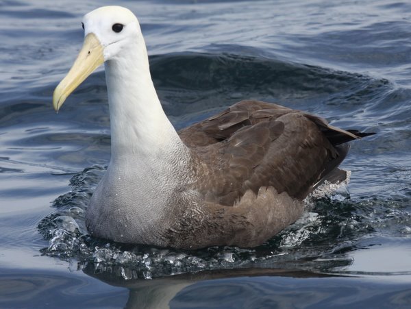 Waved Albatross. Photo: Gunnar Engblom