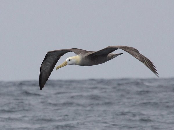 Waved Albatross Phoebastria irrorata Pelagic Sep 9, 2010 - 066 Waved Albatross Phoebastria irrorata. Photo: Gunnar Engblom