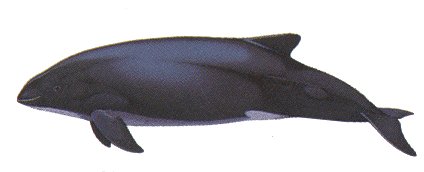 Burmeisters Porpoise Phocoena spinipinnis