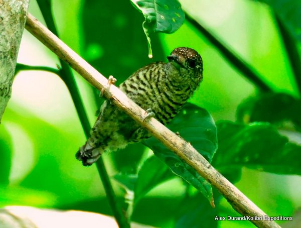 Lafresnaye's Piculet - Alex Durand-001 - copia Lafresnaye's Piculet Picumnis lafresnayi. Photo: Alex Durand.