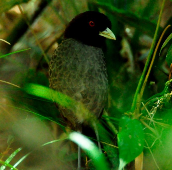 Pale-billed Antpitta - Alex Durand Pale-billed Antpitta Grallaria carrikeri- Alex Durand
