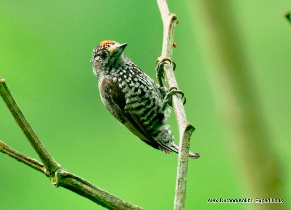 Speckle-chested Piculet male - Alex Durand-001 Speckle-chested Piculet male - Alex Durand-001