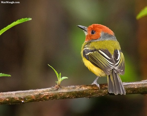 Lulu's Tody-Flycatcher Lulu's Tody-Flycatcher or Johnson's Tody-Flycatcher Poecilotriccus luluae. Photo: Max Waugh