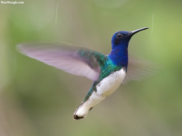 White-necked Jacobin White-necked Jacobin Florisuga melivora. Photo: Max Waugh