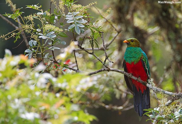Golden-headed Quetzal - Max Waugh Golden-headed Quetzal Pharomacrus auriceps. Photo: Max Waugh