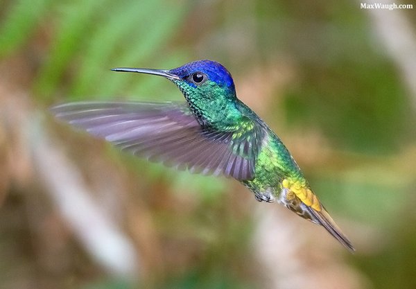 Golden-tailed Sapphire Golden-tailed Sapphire Chrysuronia oenone. Photo; Max Waugh