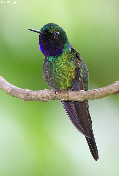 Purple-throated Sunangel Purple-throated Sunangel Heliangelus viola. Photo: Max Waugh.