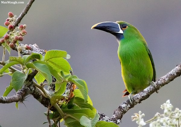 Emerald Toucanet Aulacorhynchus prasinus photo Max Waugh Emerald Toucanet Aulacorhynchus prasinus photo Max Waugh
