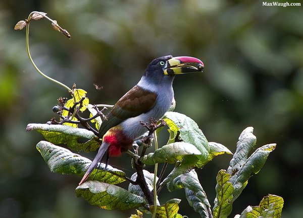 Gray-breasted Mountain-Toucan Gray-breasted Mountain-Toucan by Max Waugh