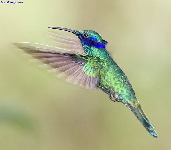 Sparkling Violetear Sparkling Violetear by Max Waugh