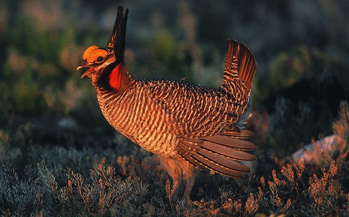 Lesser Prairie Chicken. Photo Gary Kramer. Creative Commons. 