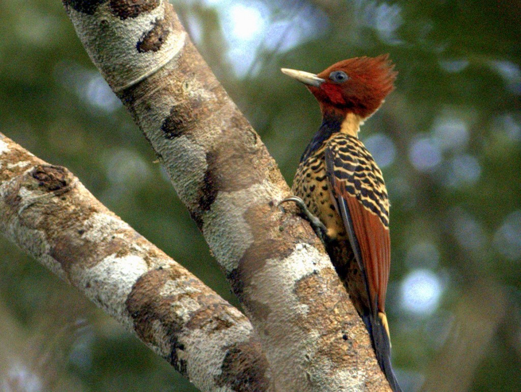 Rufous-headed Woodpecker