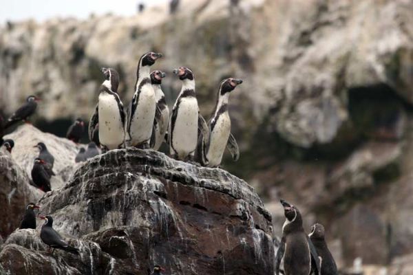 Humboldt Penguin and Inca Tern