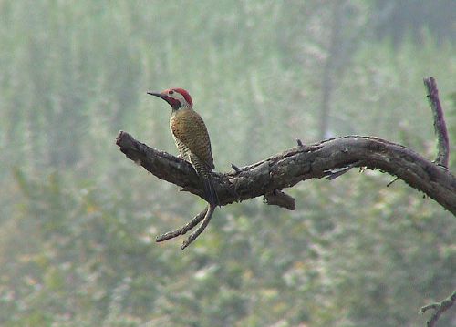 Black-necked Woodpecker, Colaptes atricollis. Santa Eulalia Canyon, Lima, Per?. Photo:Gunnar Engblom
