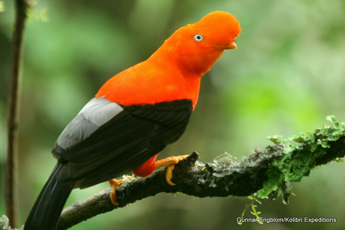 Cock of the Rock. Rupicola peruviana