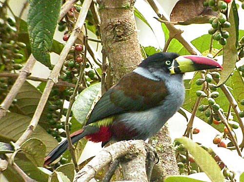 Gray-breasted Mountain-Toucan, Andigena hypoglauca Leymebamba, Per? Photo:Gunnar Engblom