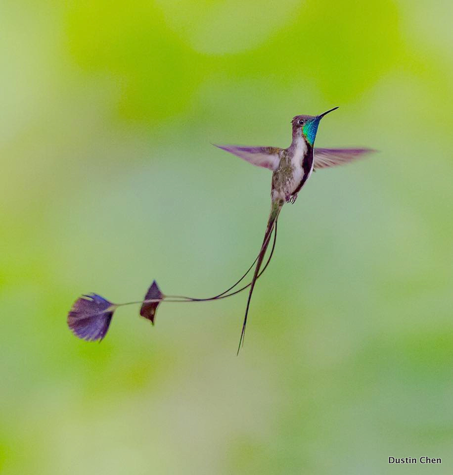 Marvelous Spatuletail - Dustin Chen