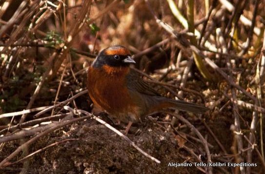 Rufous-breasted Warbling-Finch Poospiza rubecola/ Photo: Alejandro Tello. 