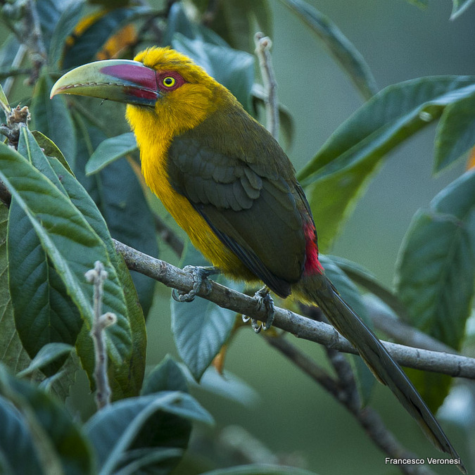 Saffron Toucanet - Pteroglossus bailloni. Francisco Veronesi. Creative Commons