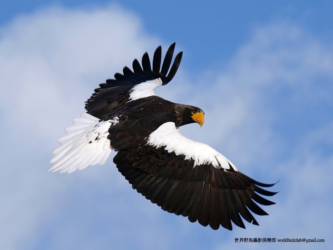 Steller's Eagle Haliaeetus pelagicus. Photo: ChunHsien Huang